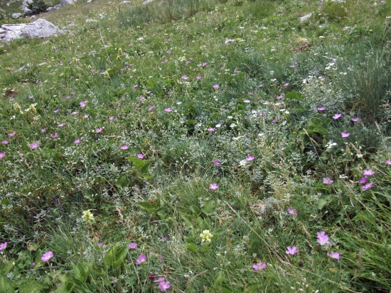 Geranium austroapenninum (=G.cinereum)